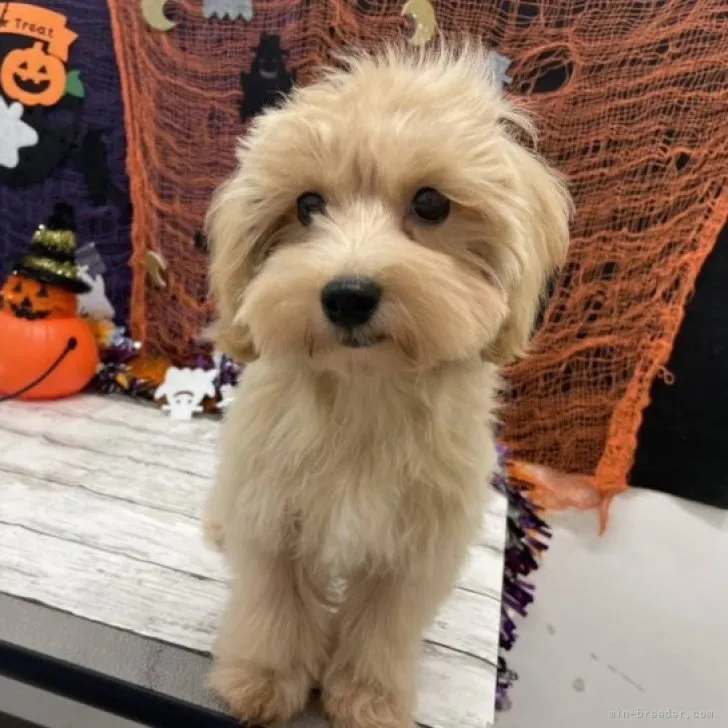 ID:2307-04869の子犬