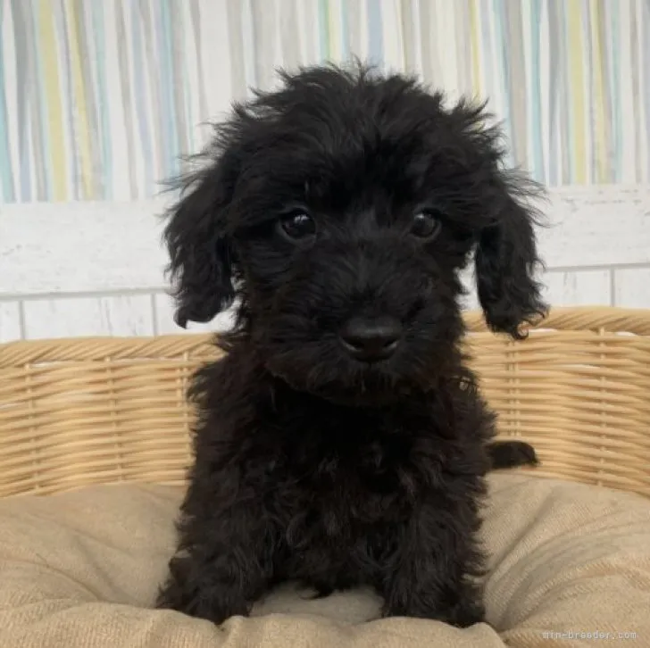 ID：2303-03456の子犬