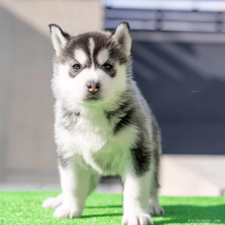 ID：2401-01430の子犬