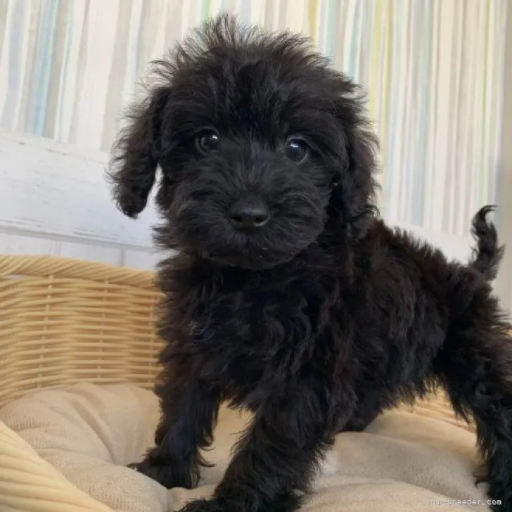 ID：2303-03412の子犬