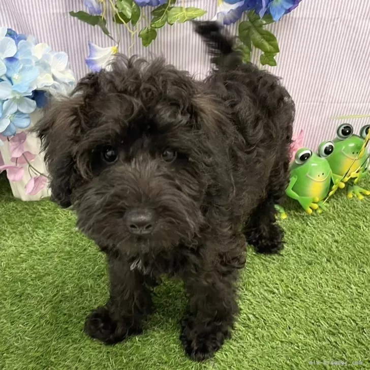 ID：2404-02830の子犬