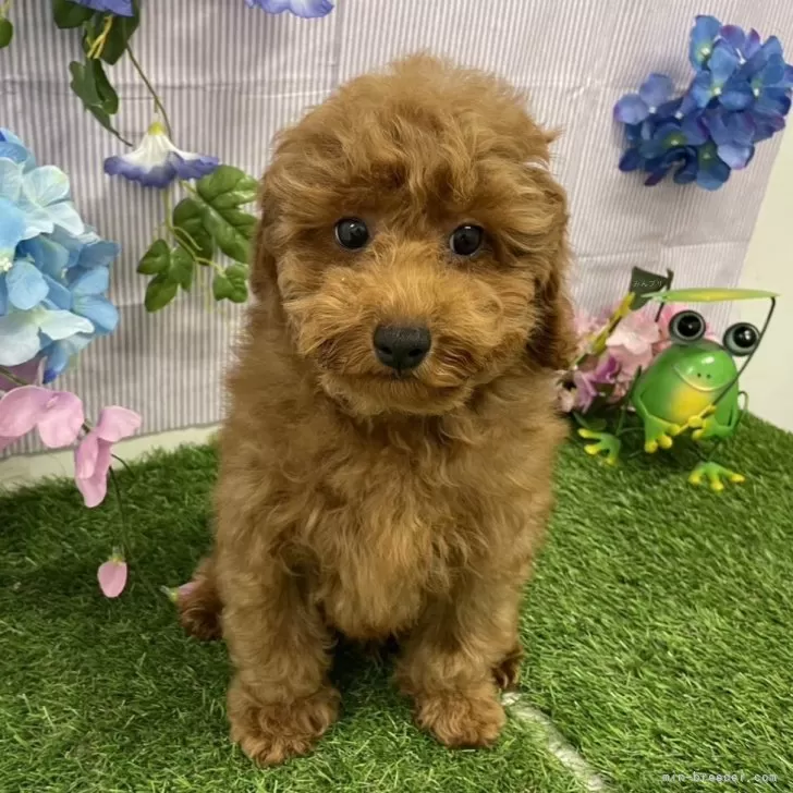 ID：2403-05865の子犬