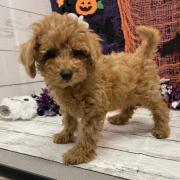 トイプードル(トイ)【岐阜県・女の子・2023年8月12日・レッド】の写真「スタイル抜群の女の子です♪」