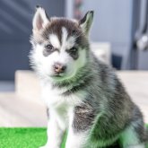 シベリアンハスキー