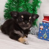 チワワ(ロング)