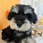 ミニチュアシュナウザー【岐阜県・女の子・2024年6月30日・ブラック&シルバー】の写真3