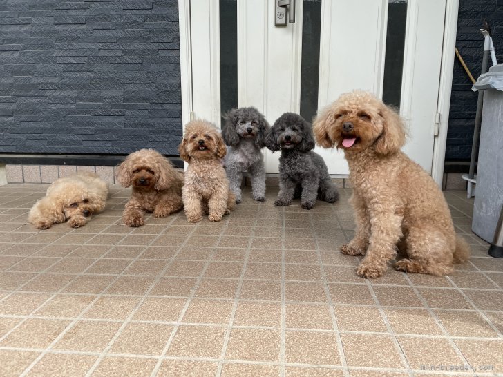 清水晃治ブリーダー