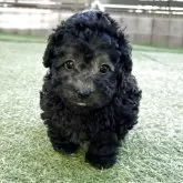 トイプードル(トイ)【群馬県・女の子・2025年9月16日・グレー】の写真9