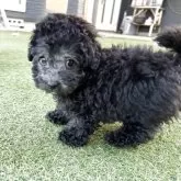 トイプードル(トイ)【群馬県・女の子・2025年9月16日・グレー】の写真6