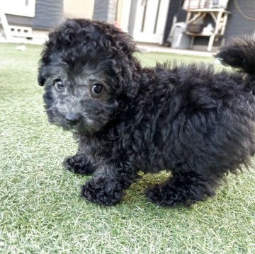 トイプードル(トイ)【群馬県・女の子・2025年9月16日・グレー】の写真「可愛いお顔の女の子」