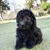 トイプードル(トイ)【群馬県・女の子・2025年9月16日・グレー】の写真5