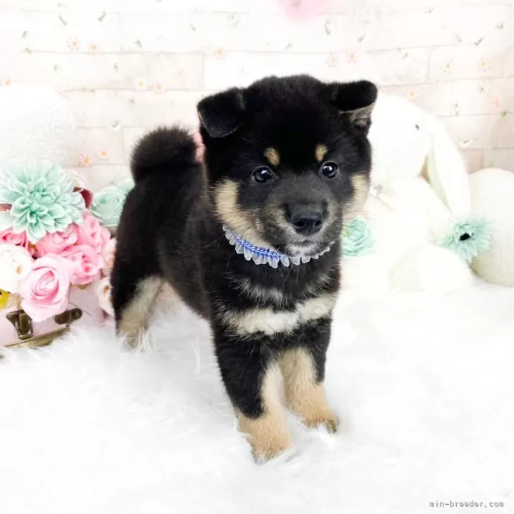 ID:2506-03766の子犬