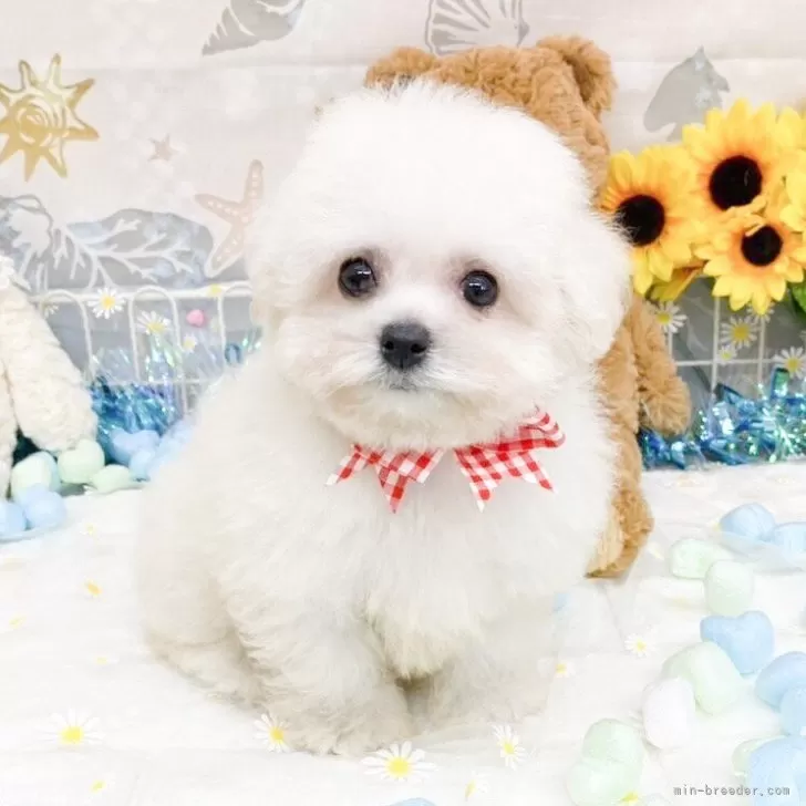 ID:2506-07372の子犬