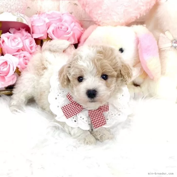 ID：2506-00568の子犬