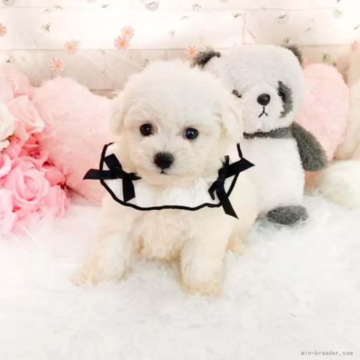 ID：2509-01279の子犬