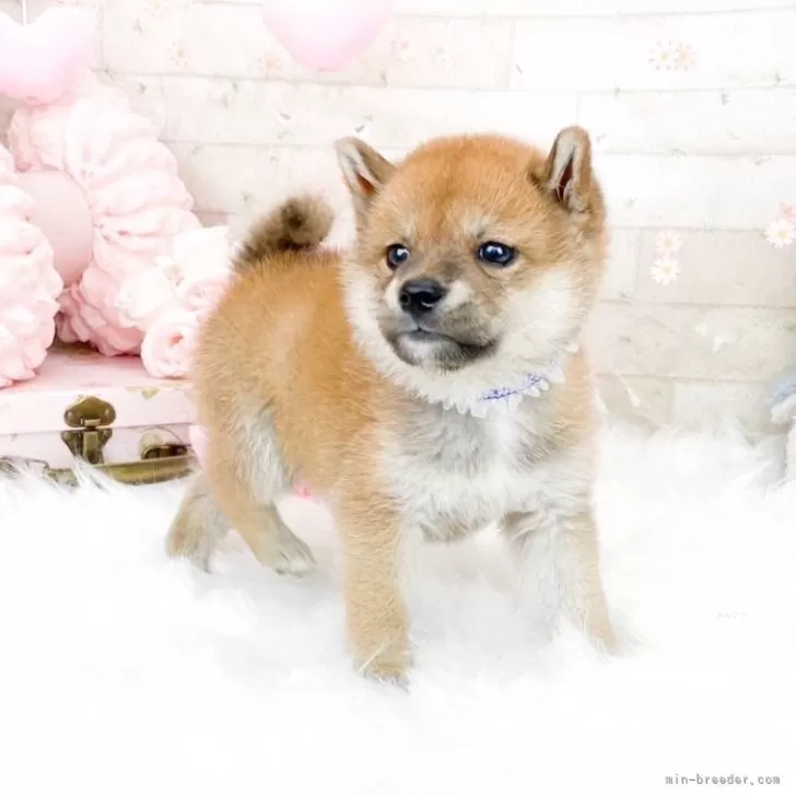ID:2510-01663の子犬