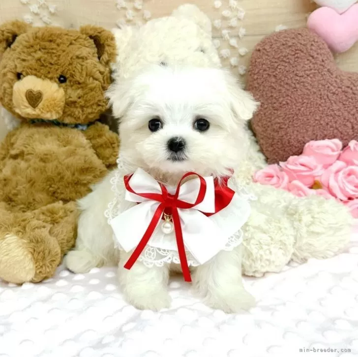 ID：2506-03214の子犬
