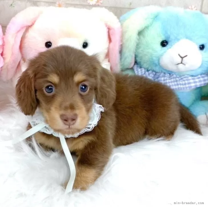 ID：2504-04518の子犬