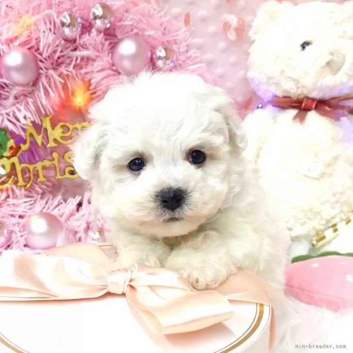 ID:2411-06854の子犬