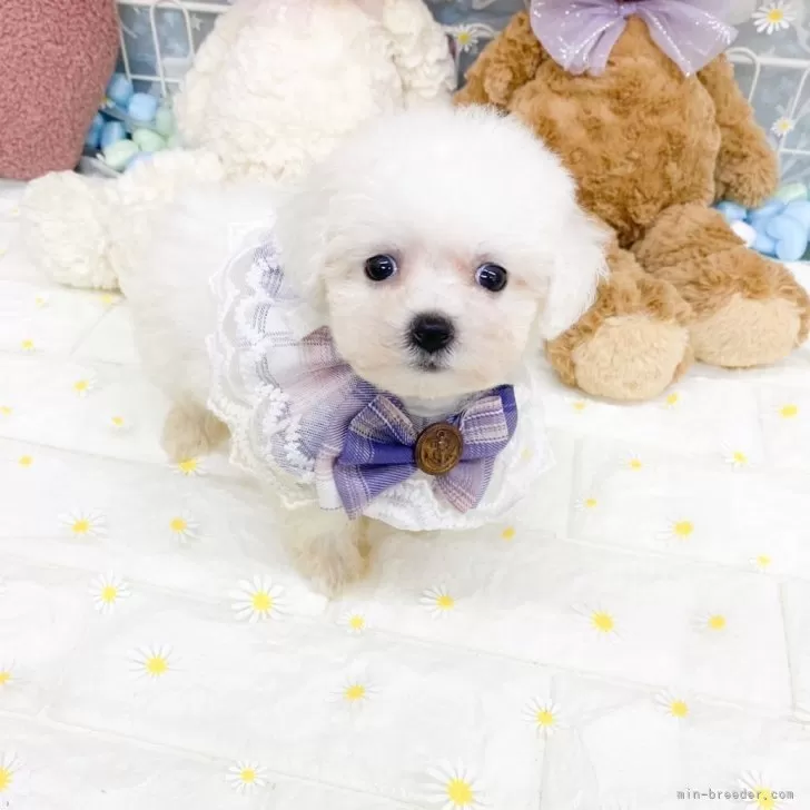 ID：2508-04622の子犬