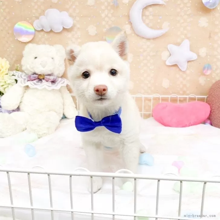 豆柴【滋賀県・男の子・2025年6月30日・白】の写真1