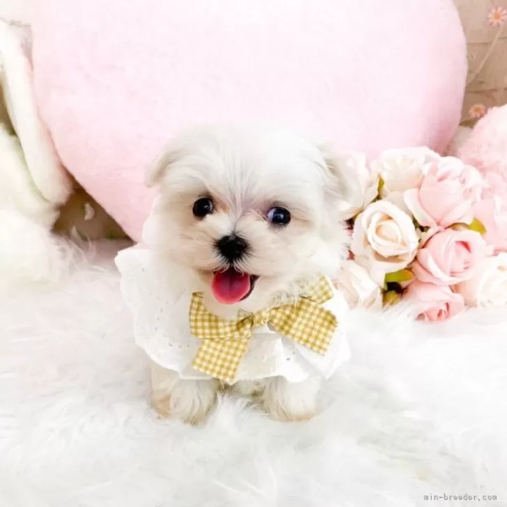 ID：2506-02939の子犬