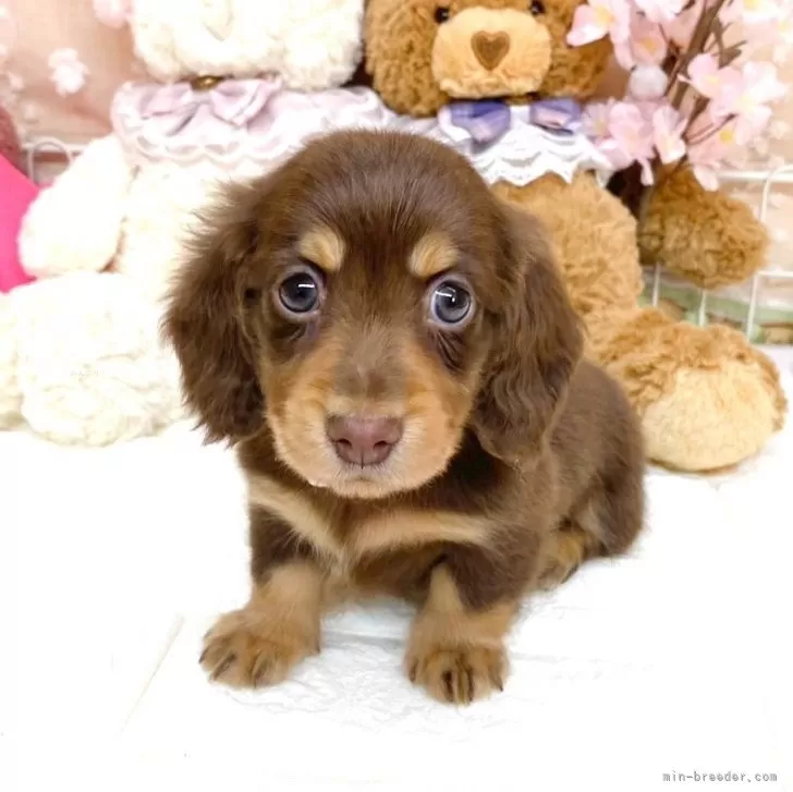 ID:2503-03422の子犬