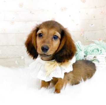 ミニチュアダックスフンド(ロング)【滋賀県・男の子・2025年7月27日・レッド】の写真「大人しくて可愛らしい男の子🍀」