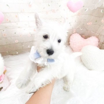 ウエストハイランドホワイトテリア【滋賀県・男の子・2025年8月6日・ホワイト】の写真「元気で可愛い男の子🩵」