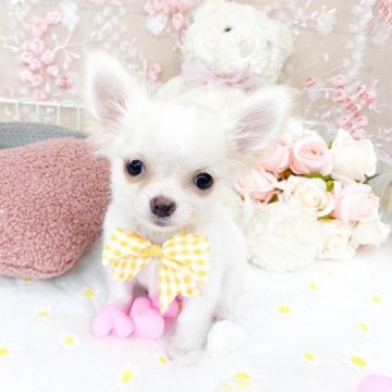 チワワ(ロング)【滋賀県・男の子・2025年7月3日・クリームアンドホワイト】の写真「とっても可愛い男の子🍀」