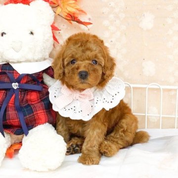 タイニープードル【滋賀県・女の子・2025年9月5日・レッドフォーン】の写真「穏やかな性格の可愛い女の子💖」