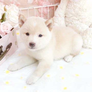 柴犬(豆柴)【滋賀県・男の子・2025年8月5日・白】の写真「とっても小さな男の子🍀」