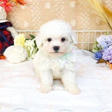 ビションフリーゼ【滋賀県・男の子・2025年9月17日・ホワイト】の写真「おっとり可愛い男の子🐶💕」