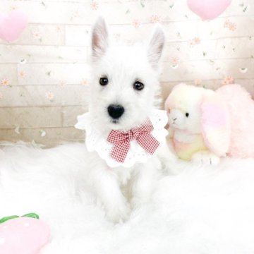 ウエストハイランドホワイトテリア【滋賀県・女の子・2025年8月6日・ホワイト】の写真「お顔が整った綺麗な女の子🍒」