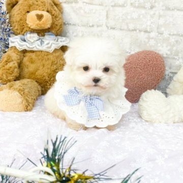 マルチーズ【滋賀県・男の子・2025年10月6日・ホワイト】の写真「おもちゃ🧸大好き可愛い男の子🩵」