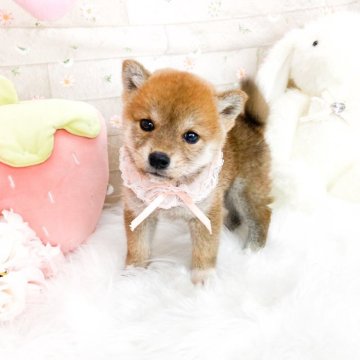 柴犬(標準サイズ)【滋賀県・女の子・2025年9月15日・赤】の写真「おっても美人な女の子」