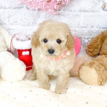 トイプードル(タイニー)【滋賀県・女の子・2025年10月19日・ペールフォーン】の写真「甘えん坊で可愛い女の子🎀」