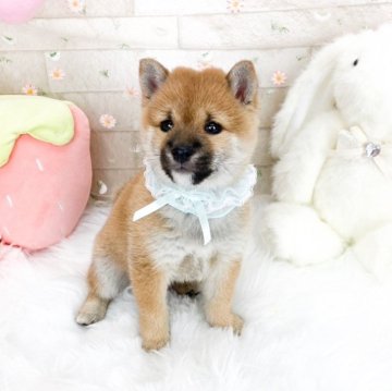 豆柴【滋賀県・男の子・2025年9月16日・赤】の写真「とっても人懐こい男の子🍀」