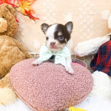 チワワ(ロング)【滋賀県・男の子・2025年10月11日・チョコタンアンドホワイト】の写真「小さな可愛い男の子🩵」