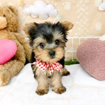 ヨークシャーテリア【滋賀県・女の子・2025年8月13日・スチールブルータン】の写真「瞳が綺麗な女の子🎀」