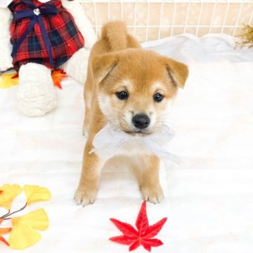 豆柴【滋賀県・男の子・2025年9月8日・赤】の写真「甘えん坊な可愛い男の子🍏」