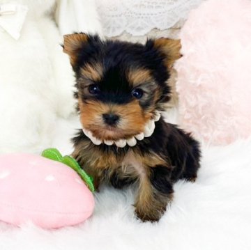 ヨークシャーテリア【滋賀県・男の子・2025年10月26日・スチールブルータン】の写真「可愛いお顔の男の子🩵」