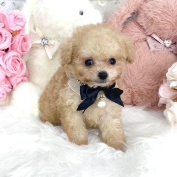 トイプードル(ティーカップ)【滋賀県・男の子・2024年10月15日・ペールフォーン】の写真「とっても小さな男の子🐶💕」