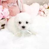 ビションフリーゼ
