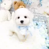ビションフリーゼ