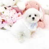 ビションフリーゼ