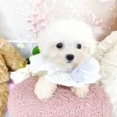 ビションフリーゼ
