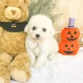 ビションフリーゼ