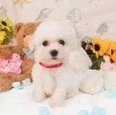 ビションフリーゼ