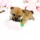 柴犬(標準サイズ)